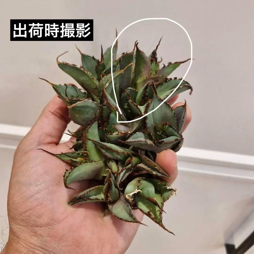 A*u様 【初売りオークション】120 REZA産　イラン株　　長棘　アガベ　タ