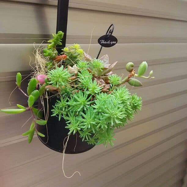 多肉植物寄せ植⚠確認用⚠