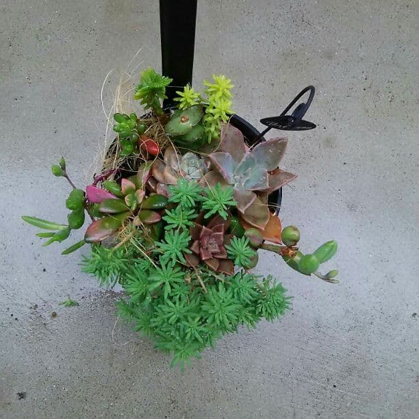 多肉植物寄せ植⚠確認用⚠