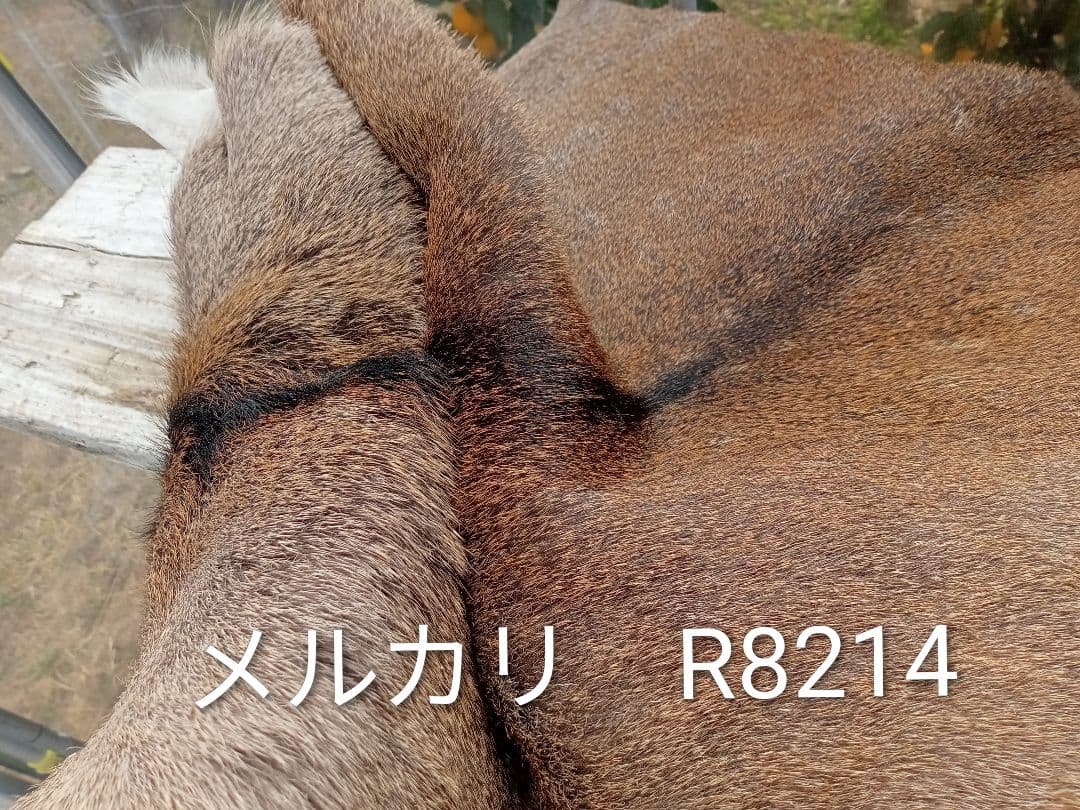 天然日本鹿　毛皮　ラグ　オマケ付き