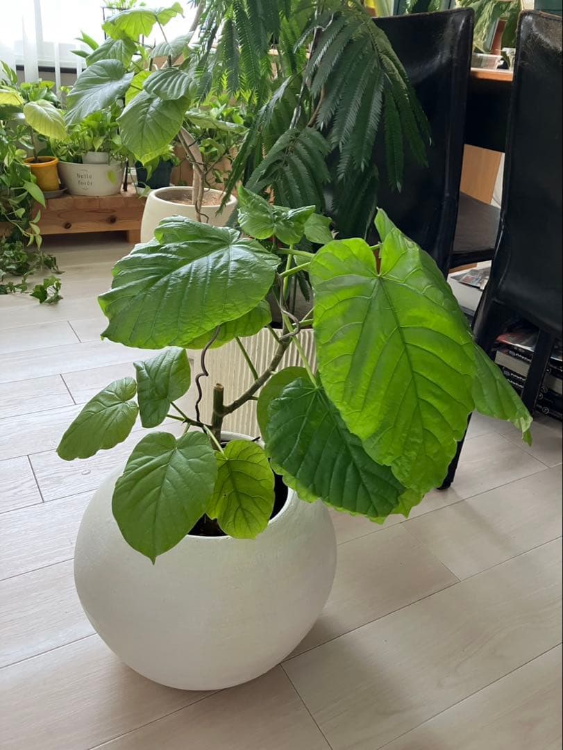 未使用❣️おしゃれ❣️大型プランター　底穴有り❣️鉢カバーホテルライク　観葉植物