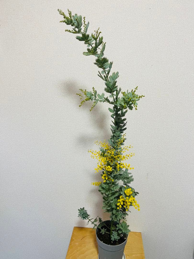 花付き　ミモザ　アカシア　苗　現物