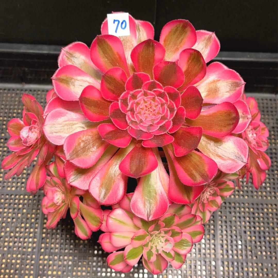 70#多肉植物アエオニウム錦❤️白月光❤️9頭23cm 鉢土付き出荷