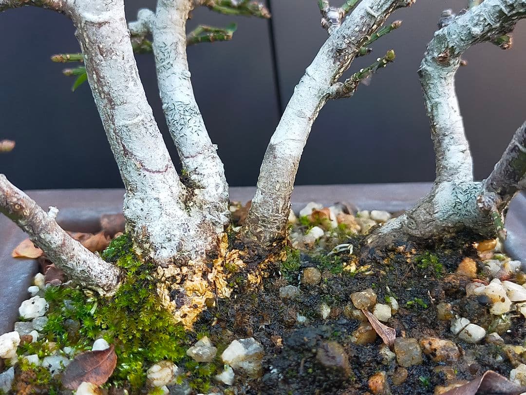 ミニ盆栽。小真弓寄せ植え。