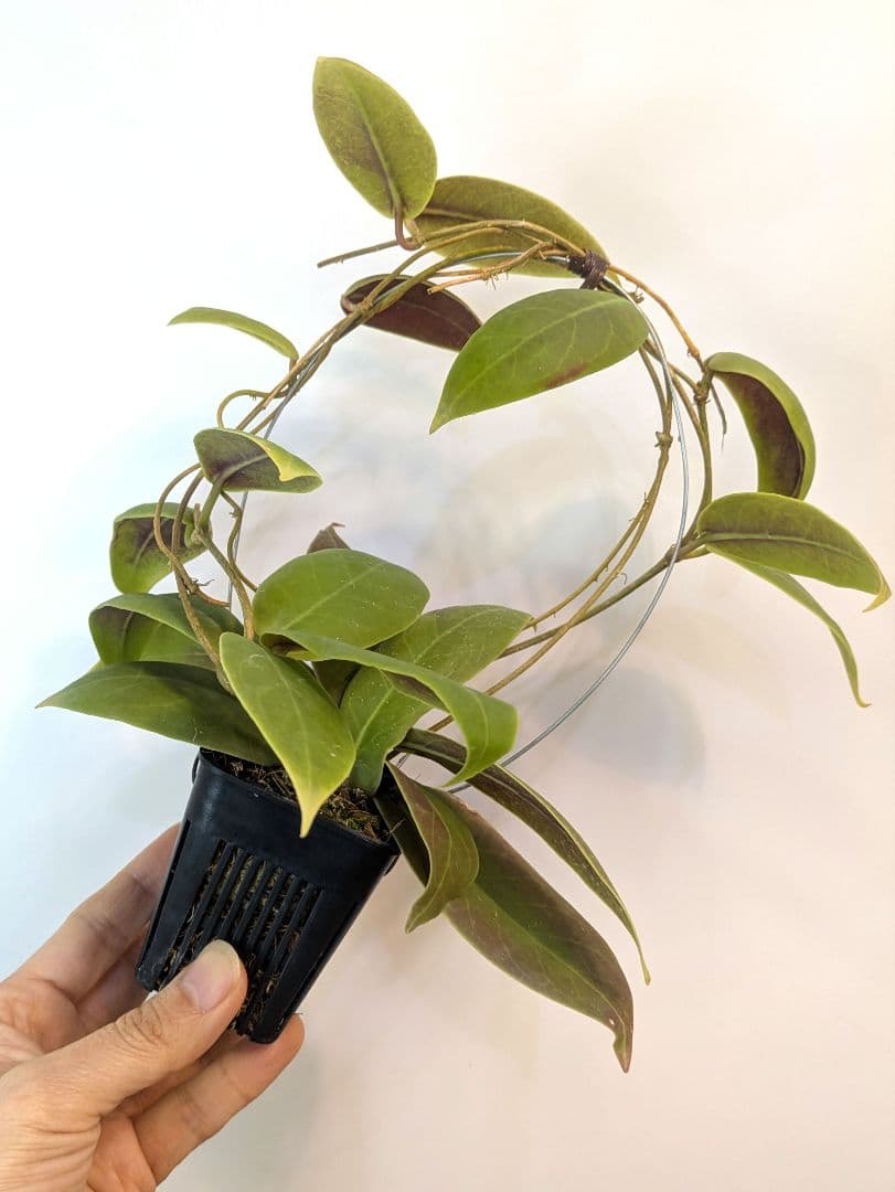 ホヤ ダーウィニー ヌエバ ビスカヤ ルソン アリ植物
