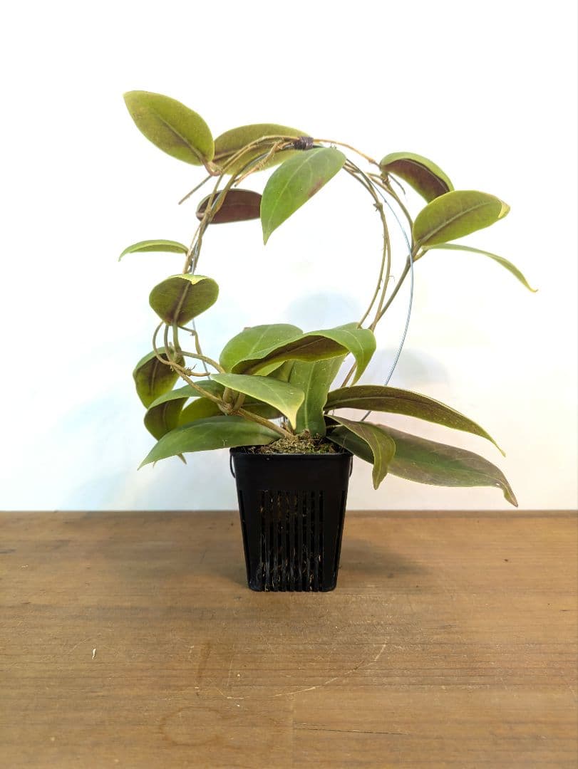 ホヤ ダーウィニー ヌエバ ビスカヤ ルソン アリ植物