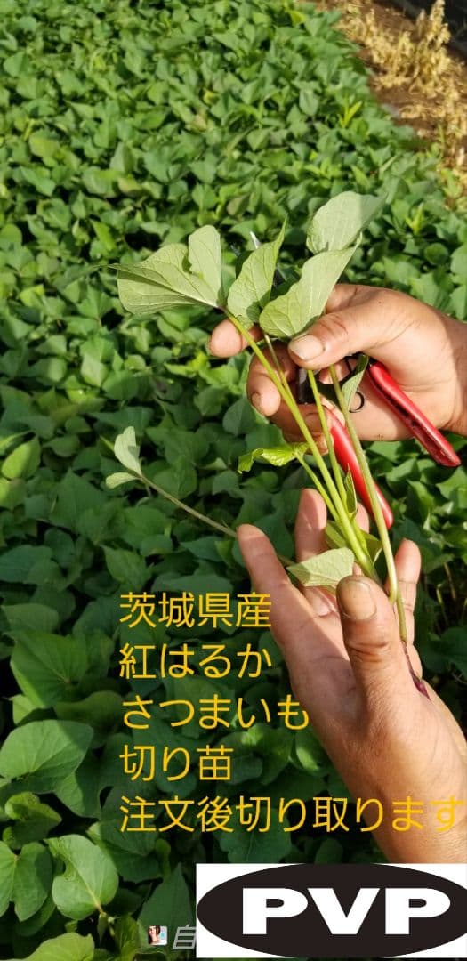 きたのもり様2000本5月30日発送分茨城県産紅はるかさつまいも苗ウイルスフリー