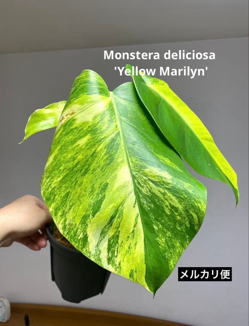ま*い様 【これは本物です✨】モンステラ　イエローマリリン　黄斑　希少　人気　メ