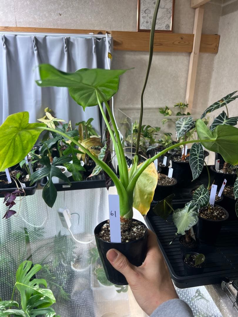 観葉植物 3種類おまとめセット　ククラータ・ピナツム・フロリダビューティー