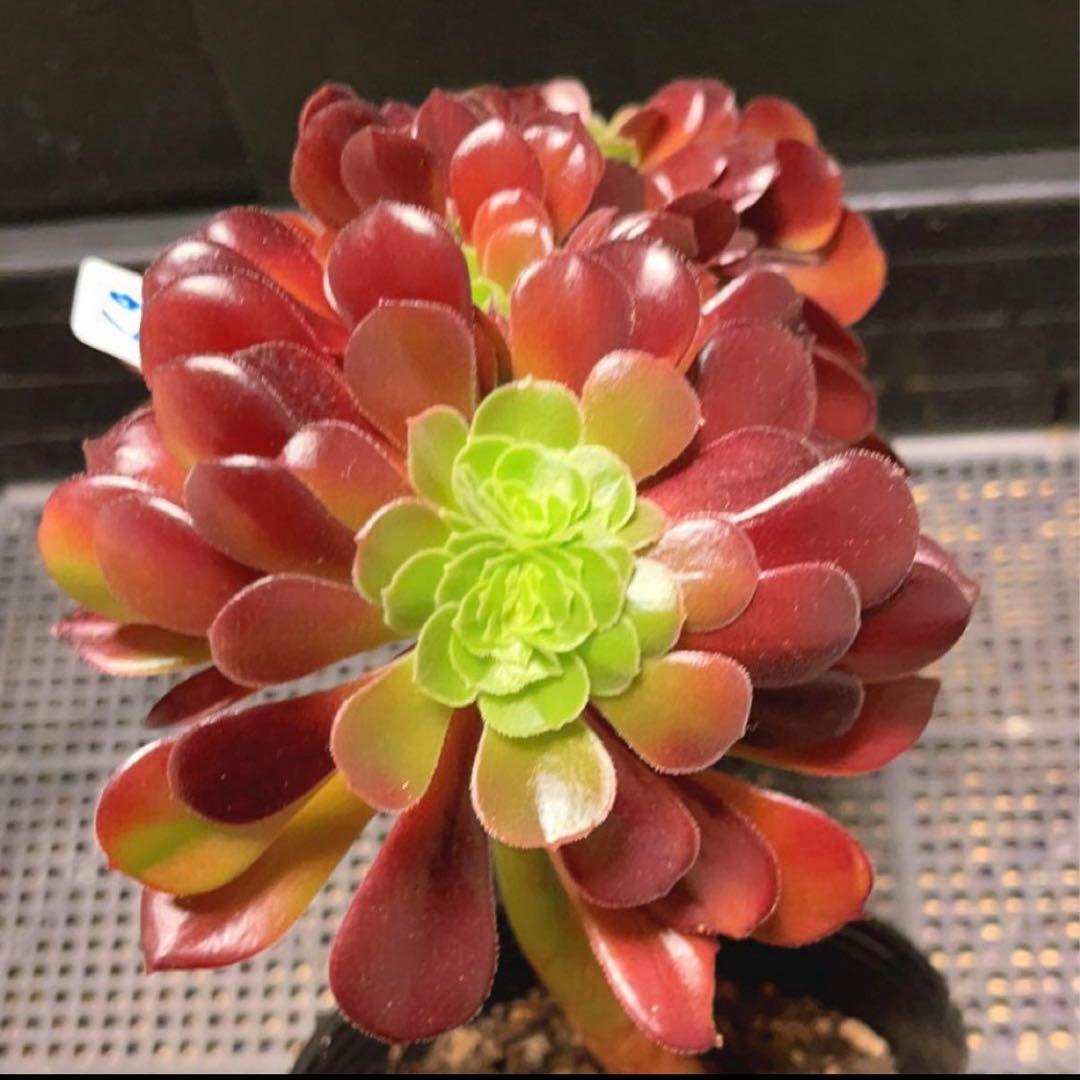 69#多肉植物アエオニウム❤️カシミヤバイオレットセッカ ❤️ 17cm拔き苗