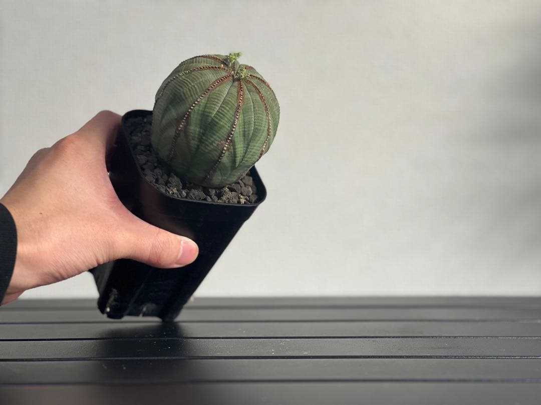 ユーフォルビア オベサ 中株 メス株④