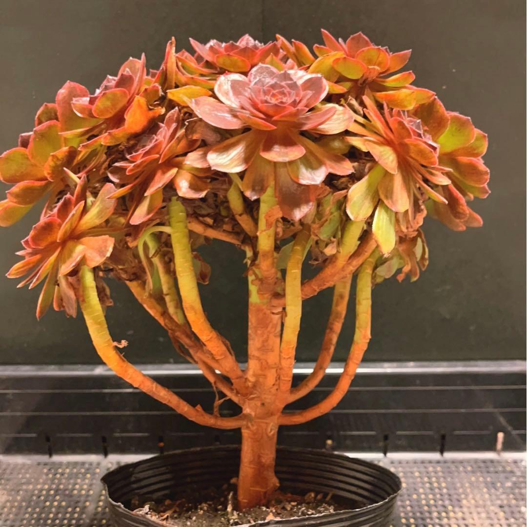 68#植物アエオニウム錦❤️石化ハロウィンブラック糸引き锦❤️15頭26cm拨き苗
