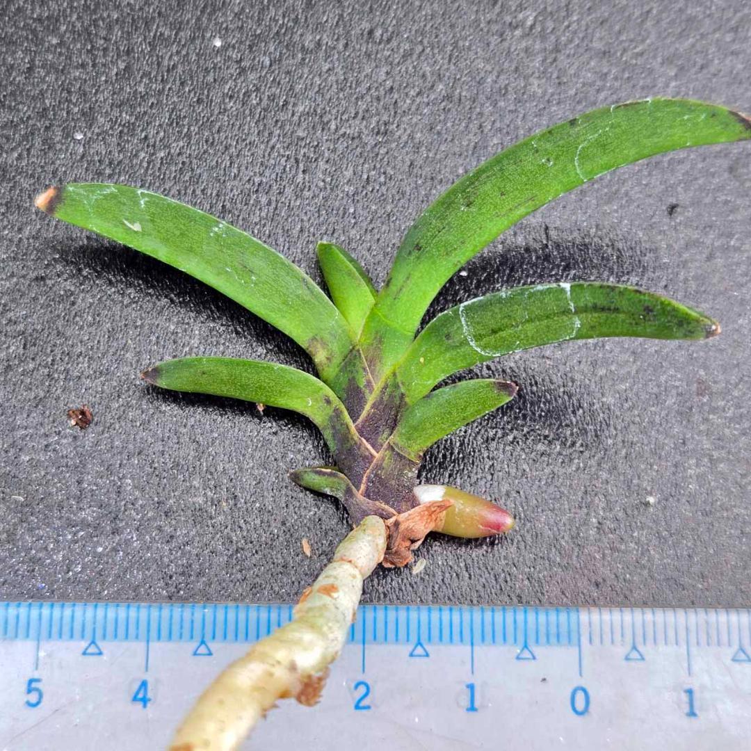 ✨️富貴蘭　桃山達磨✨️　割子