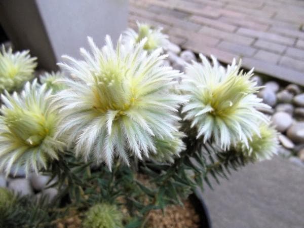 現物「フィリカ・プベッセンス ワフトフェザー」５号　Phylica
