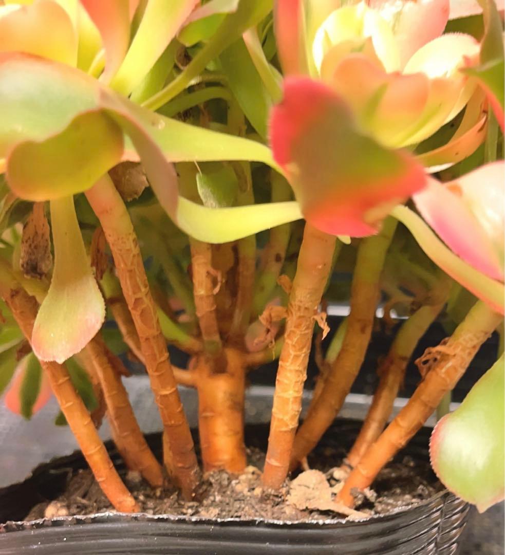 100#多肉植物アエオニウム錦❤️香妃❤️17頭28cm拨き苗
