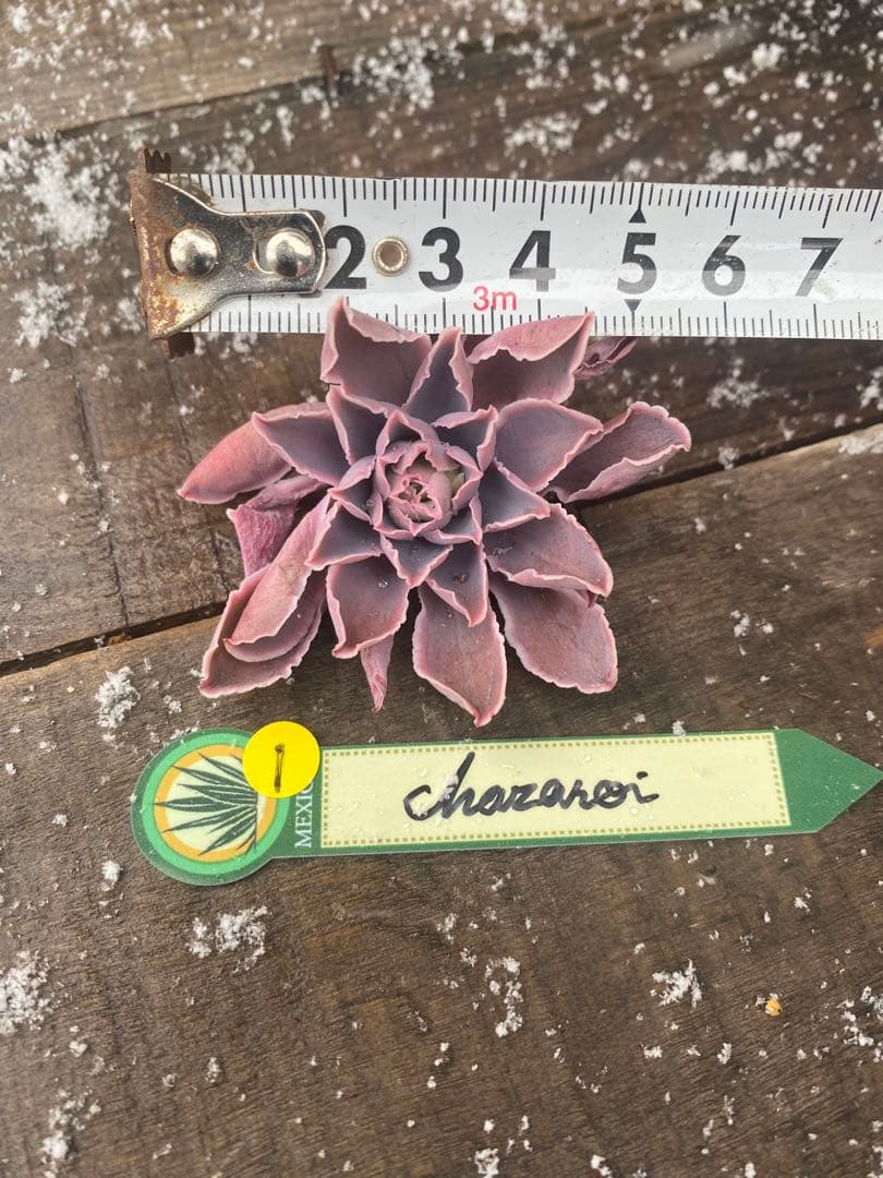 1 原種　チャザロイ　カット苗　Echeveria Chazaroi