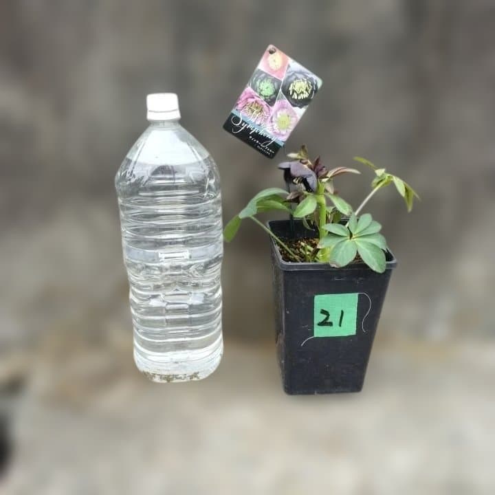 大森プランツ。ウインターシンフオニー。ヘレボルス 苗 N番開花株。No21。