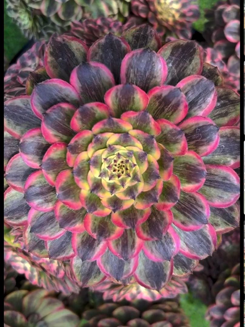 多肉植物アエオニウム錦❤️ピンクディジー❤️
