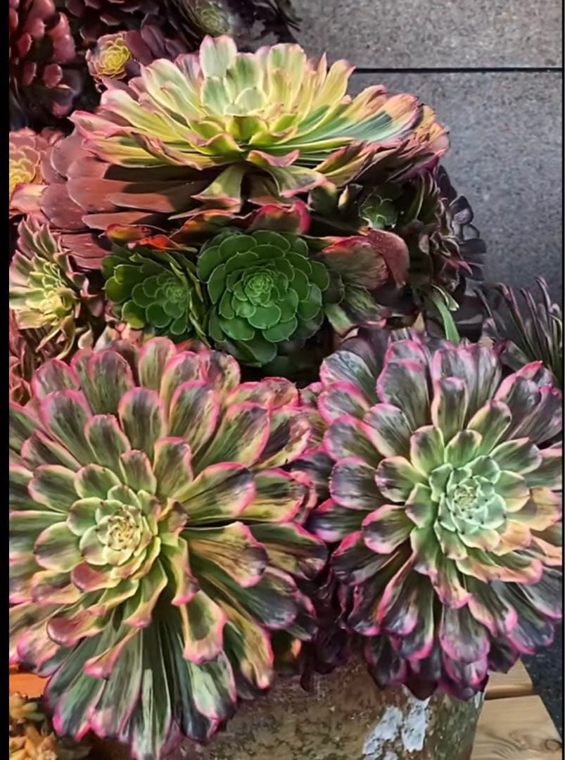 多肉植物アエオニウム錦❤️ピンクディジー❤️
