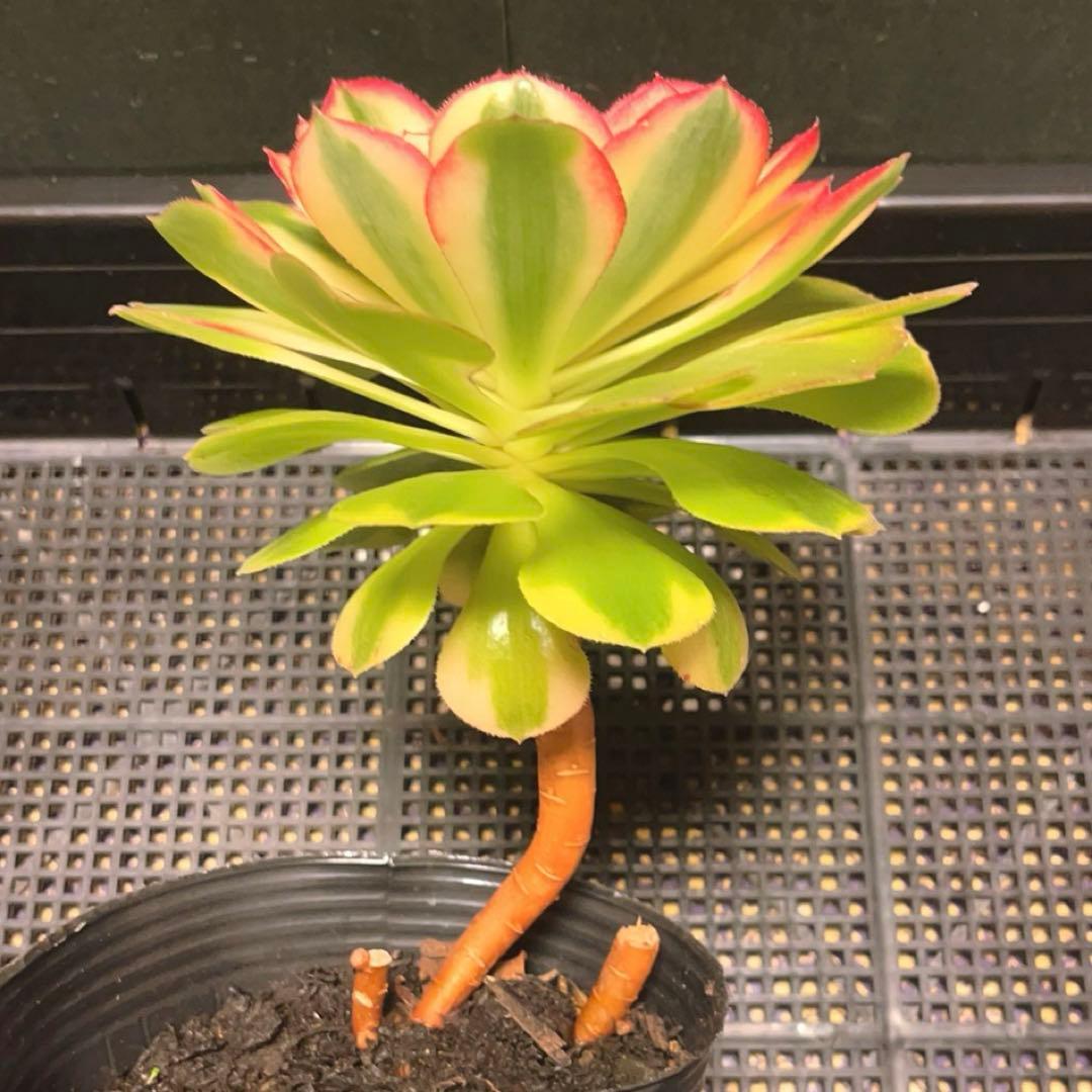 11#多肉植物アエオニウム錦❤️傾城錦❤️1大頭15cm拔き苗