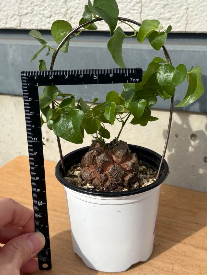 No.700 Dioscorea elephantipes アフリカ亀甲竜　実生