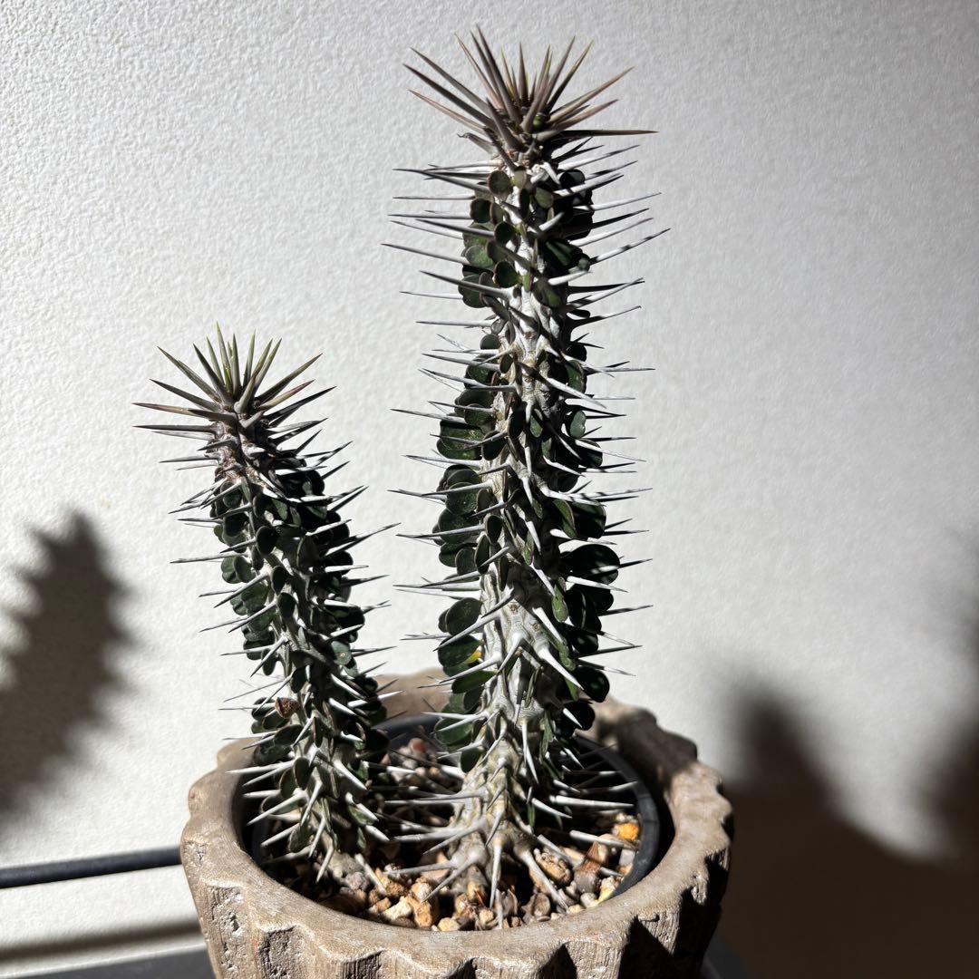 【値下げ】【レアプランツ】アローディア モンタグナッキー2株鉢ごとメルカリ便発送