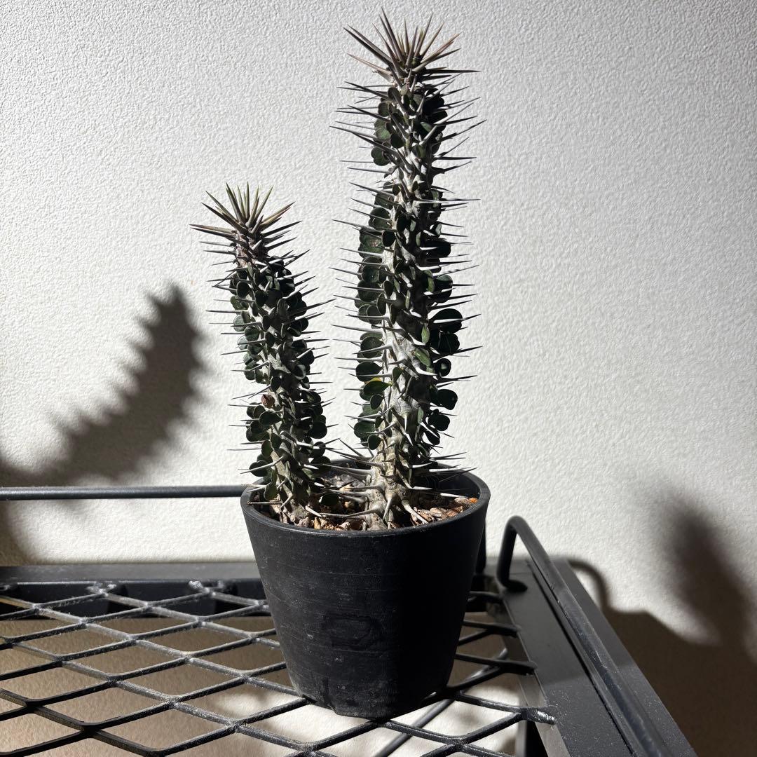 【値下げ】【レアプランツ】アローディア モンタグナッキー2株鉢ごとメルカリ便発送