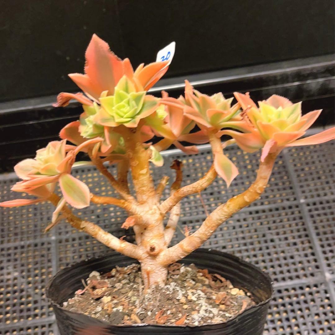 20#多肉植物❤️アエオニウム錦❤️ もみじ❤️枫葉❤️8-12頭19cm拔き苗