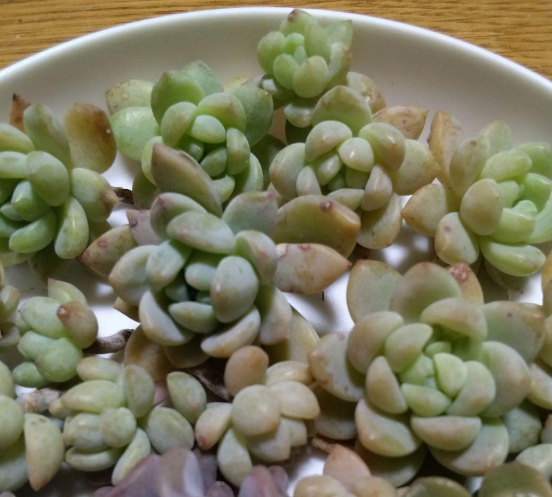 多肉植物　3種　21カット