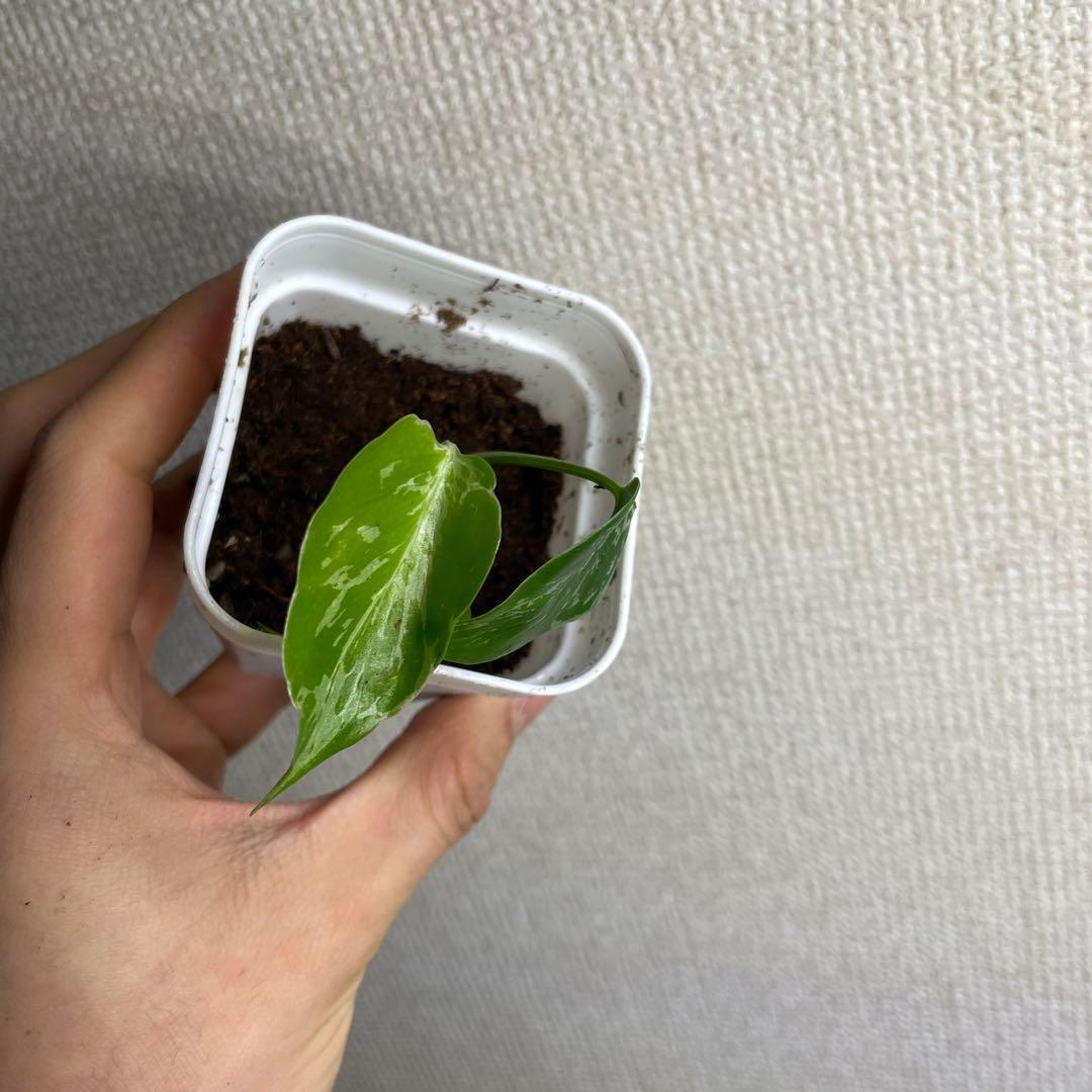 k*u様 モンステラ　デリシオーサ　バルバソー