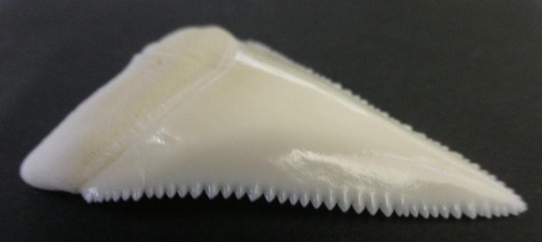 ホホジロザメ（Carcharodon carcharias）の歯48.8ｍm