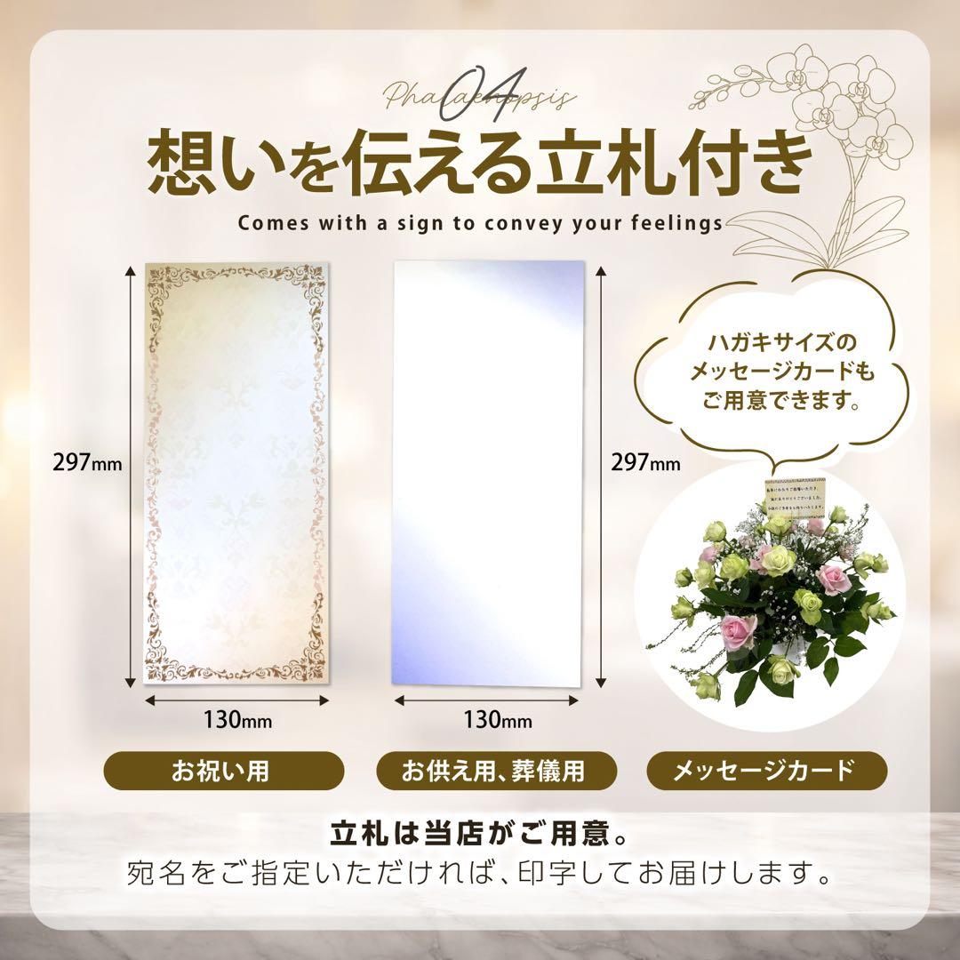 ミディ胡蝶蘭 3本立 33輪(つぼみ含) Lサイズ　ホワイト！