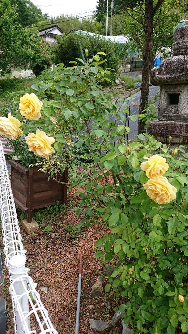 バラ挿し穂(うさこ様確認用)