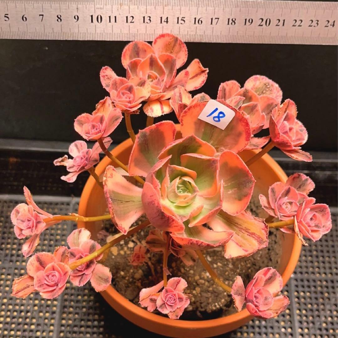 18#多肉植物アエオニウム❤️ロスコフ錦❤️青花磁❤️1大頭15小頭21cm拔キ苗