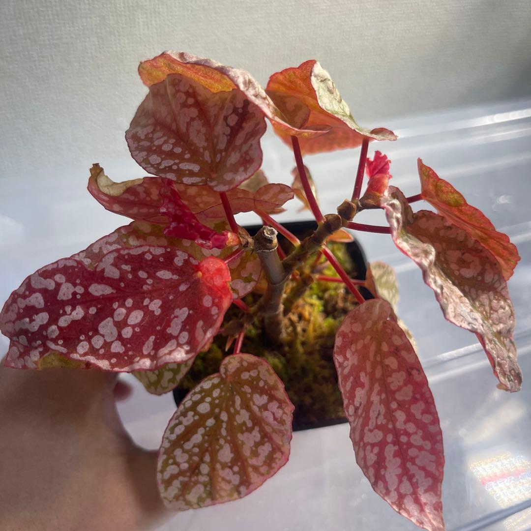 3 Begonia  Capped pink ベゴニア スノーキャップド
