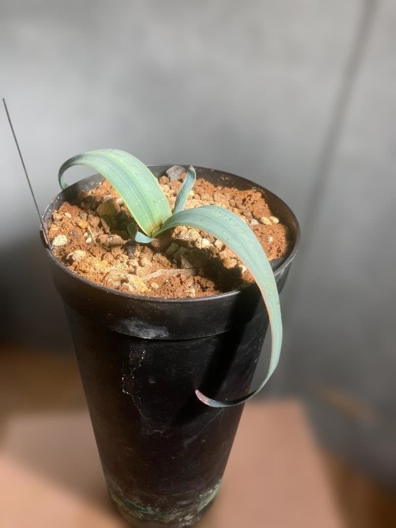 Welwitschia・mirabilis☆奇想天外☆実生株