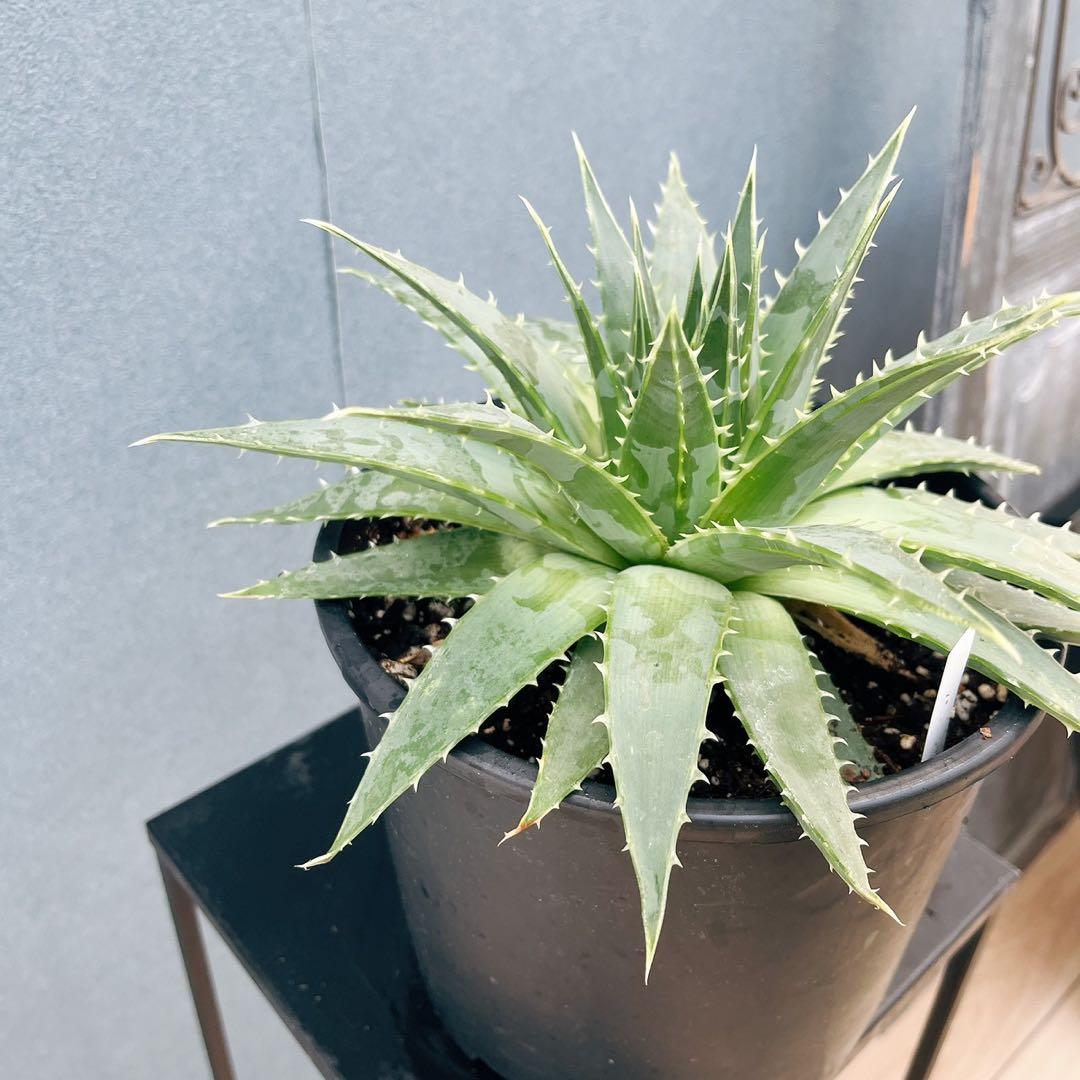 ［現品］【希少】42番 アロエ　ポリフェラ　6号　多肉植物　レア　室内　屋外