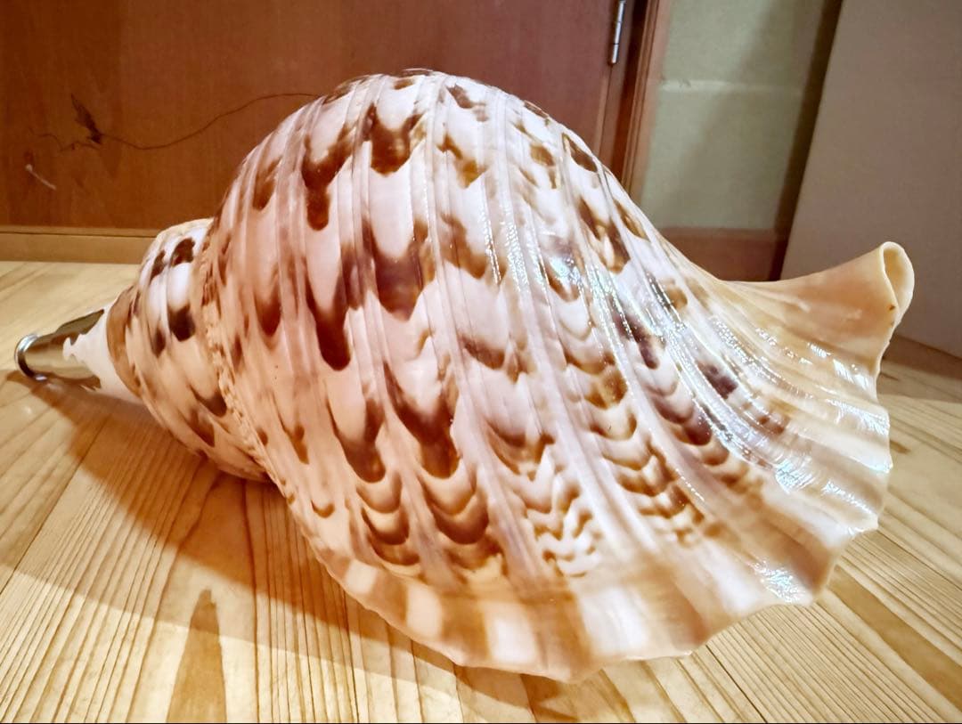 特大修験道法螺貝40.5㎝　山伏　密教　熊よけ　❣️ホラガイ　ほら貝