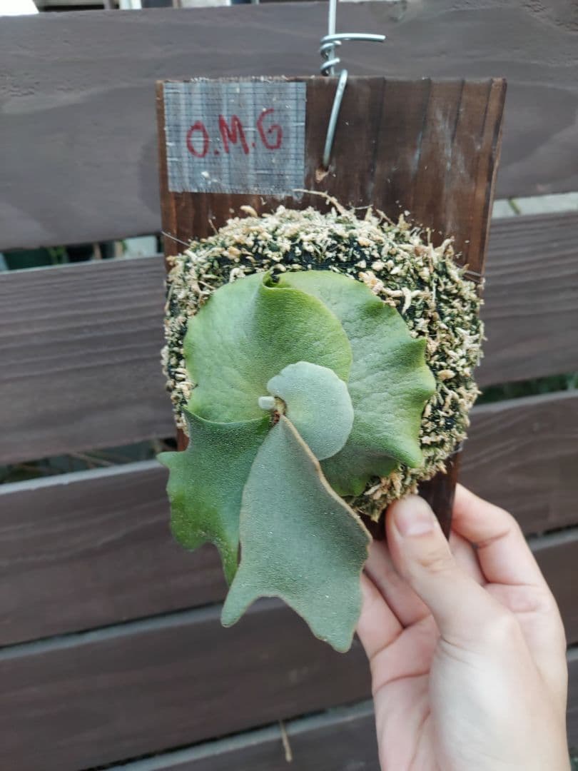 willinckii dwarf OMG　胞子培養　ビカクシダ　コウモリラン