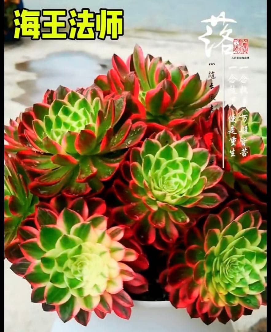 多肉植物アエオニウム錦❤️海王❤️