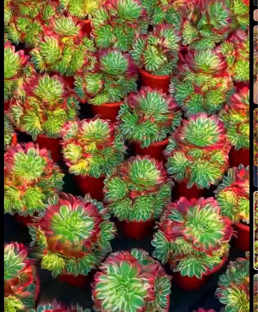 多肉植物アエオニウム錦❤️海王❤️