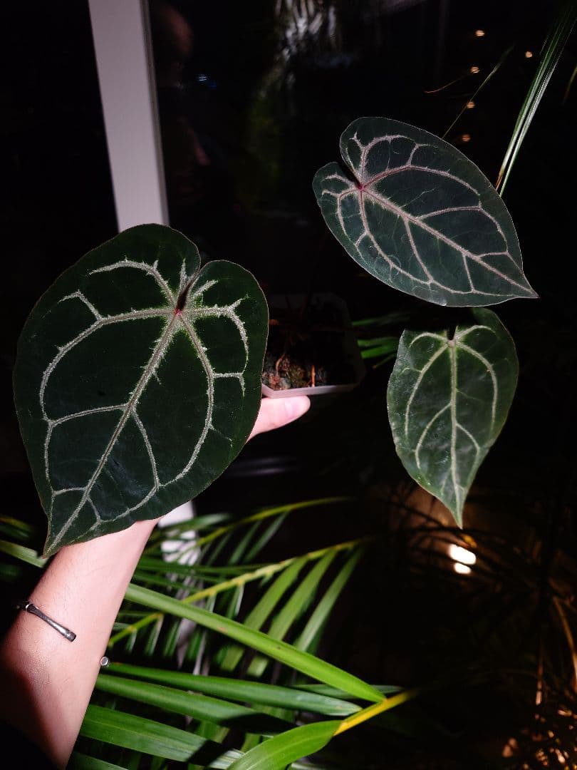 Anthurium Red Crystallinum 実生株