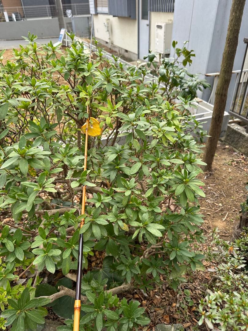 和竿鮎釣り用並継ぎ竹竿　幸竹　三間半　収納ケース付き