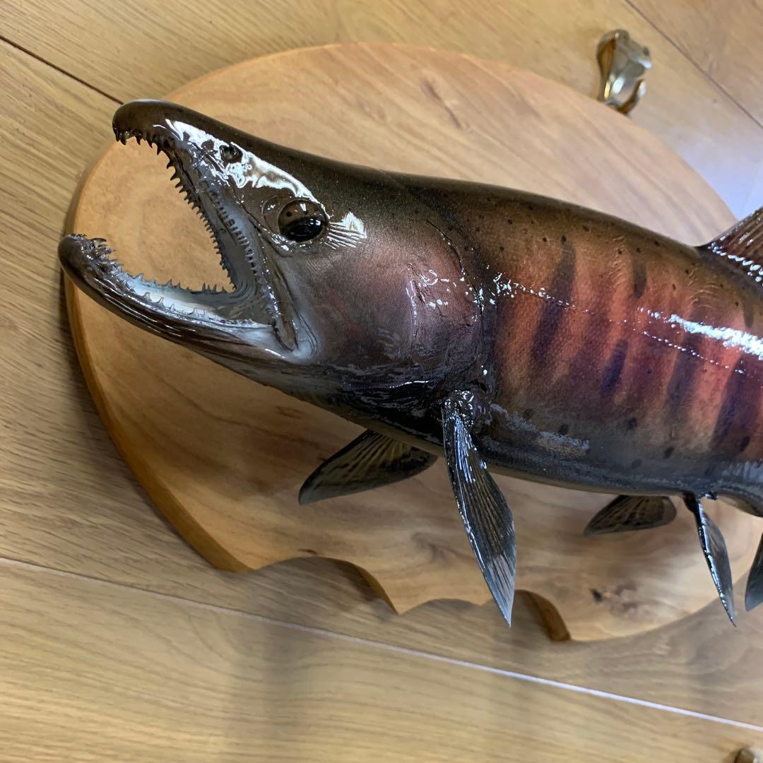 ラスト限定希少最終形態スーパー山女魚雄パーマーク42センチ　剥製エフクラフト