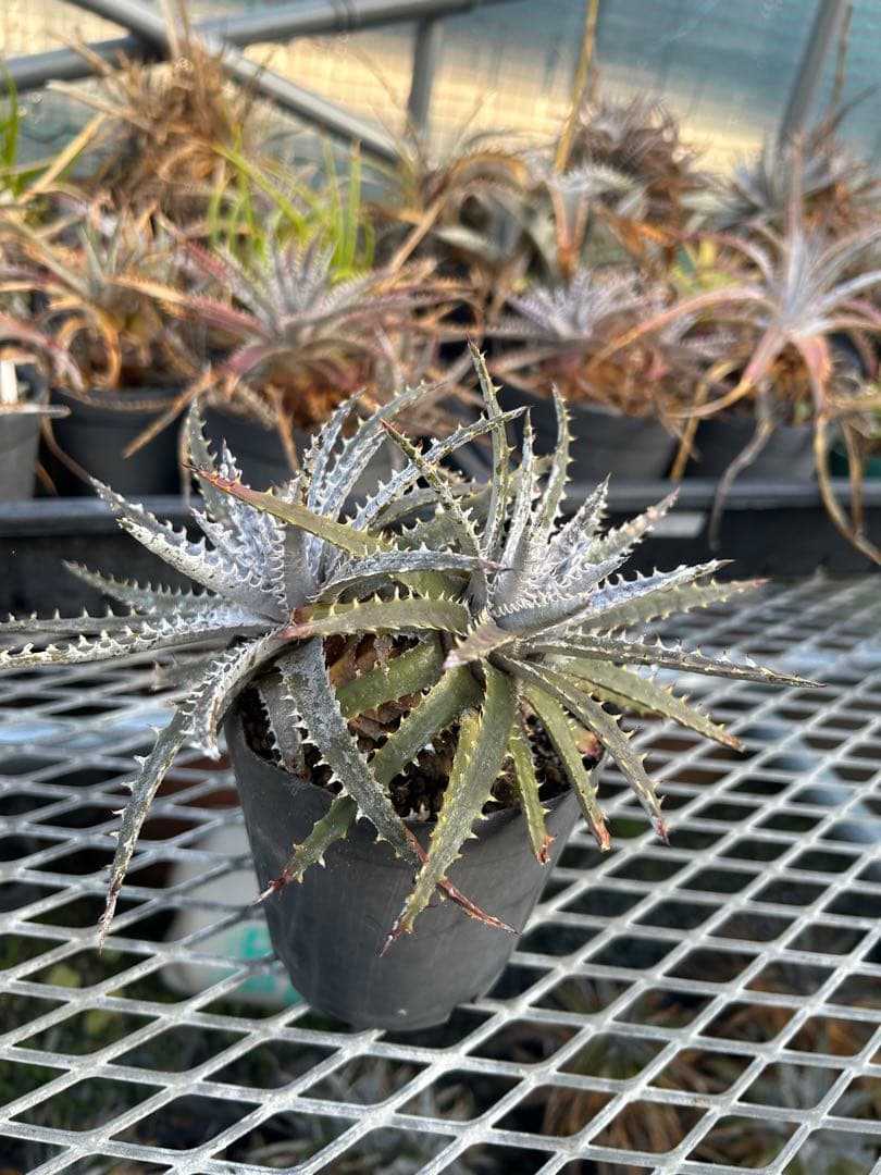 ディッキア Dyckia 'Brittle Star' F3 D047