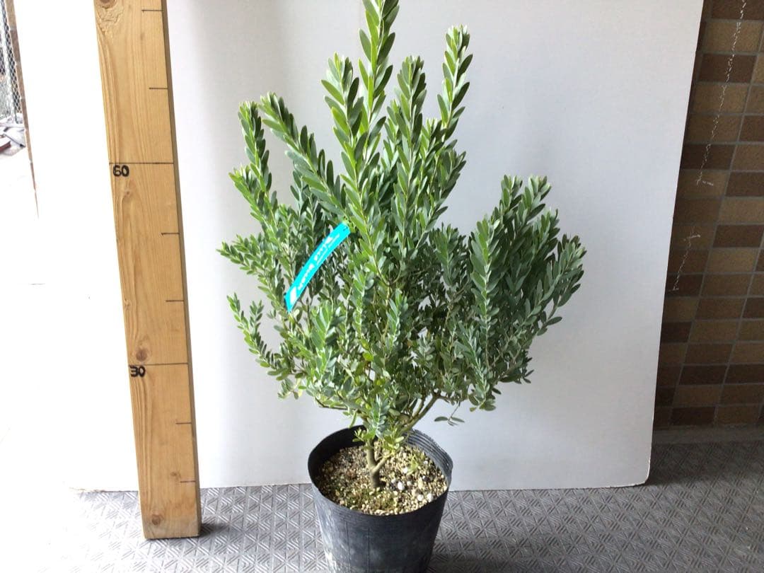⑦お待たせしました再入荷‼︎ 綺麗な棚橋農園様の極上アカシア・ブルーブッシュ7号鉢