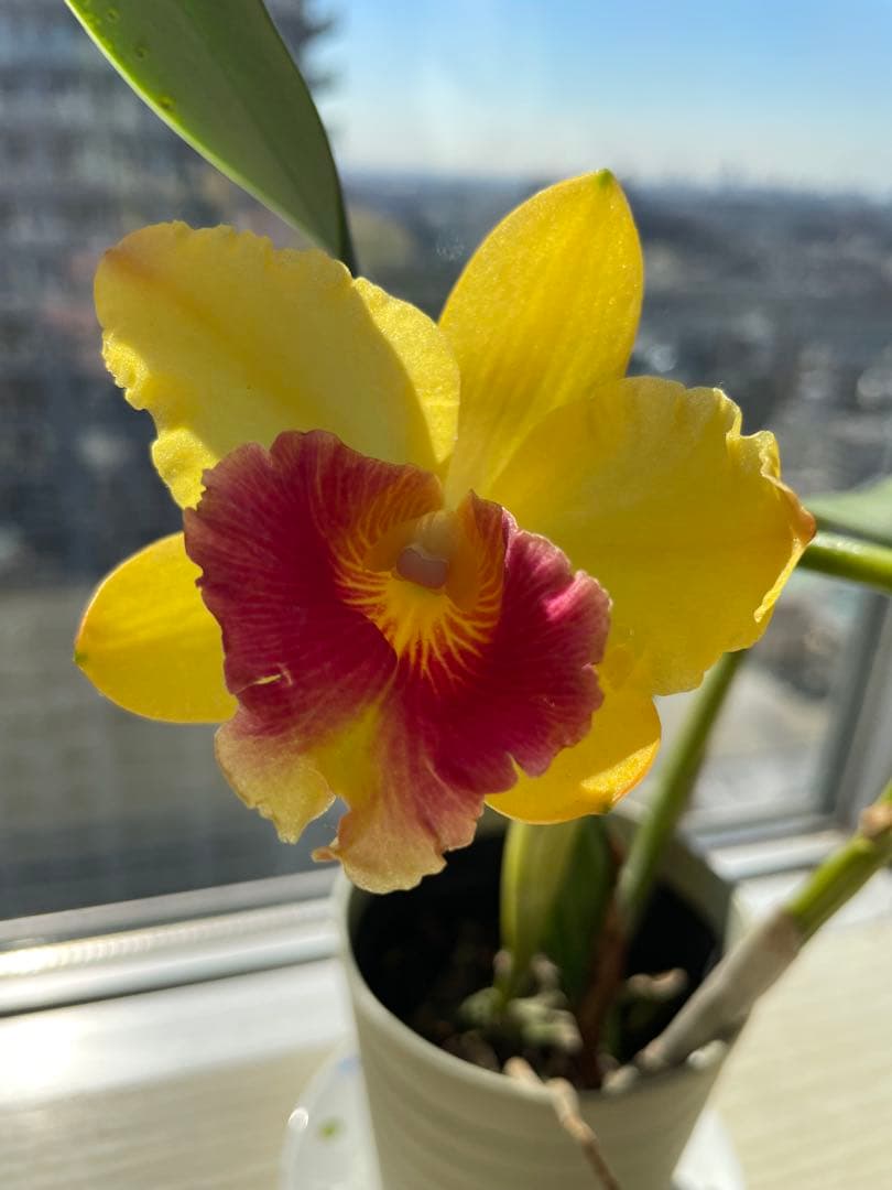 在庫僅か！鮮やかな紅唇　洋蘭1株
