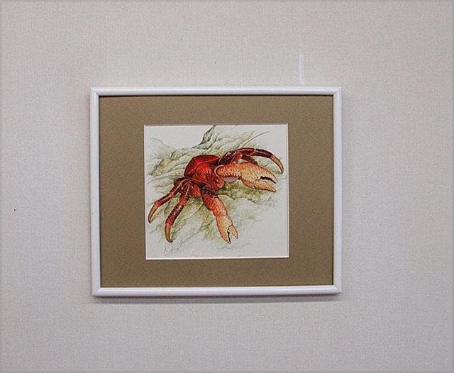生物細密画（水彩）「ヤシガニ」