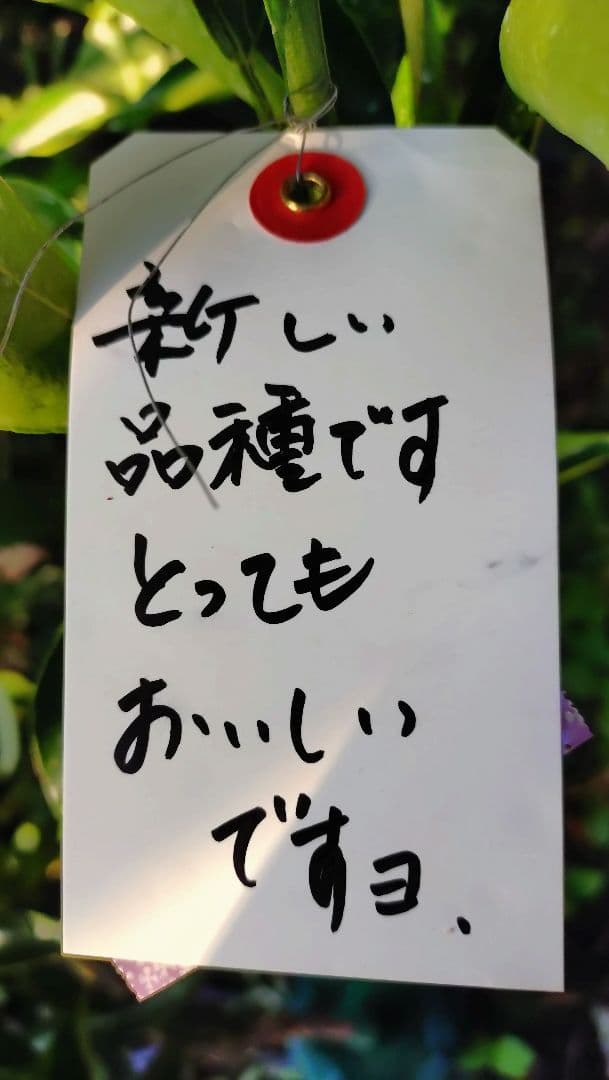 特価価格！希少品種の柑橘ミカン！！幻の高級ミカン「みはや」3年生