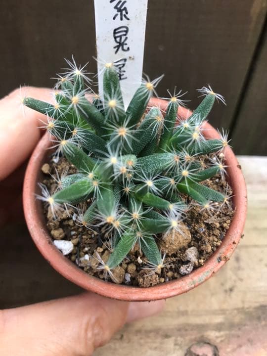 多肉植物 紫晃星♡抜き苗(^○^)